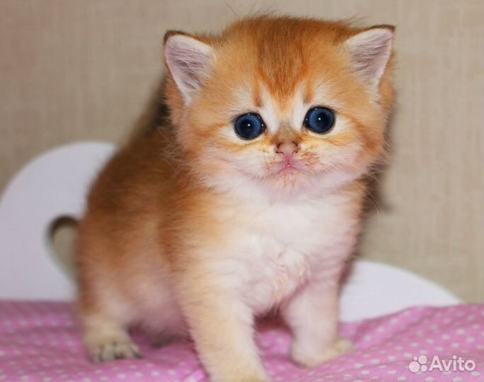 Котята золотые и серебристые шиншиллы