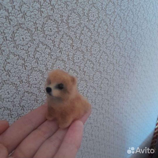 Миниатюрный шпиц