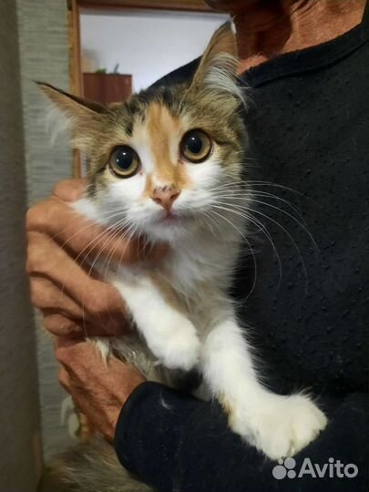 Сын сказал выбросит их на погибель нужен дом