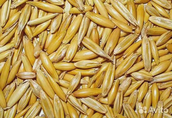 Семенной овёс