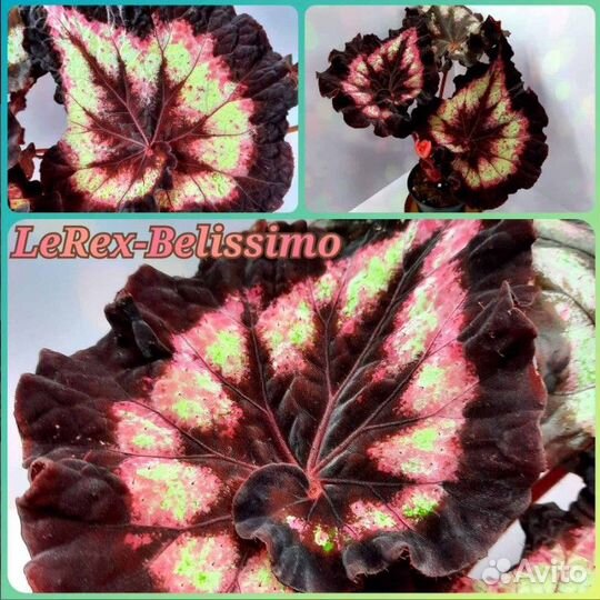 Бегонии сортовые коллекционные декоративно-листвен