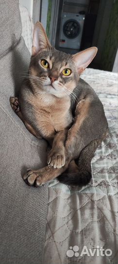 Абиссинский кот вязка