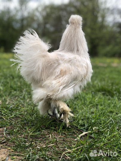 Китайская Шелковая обмен продажа петухи