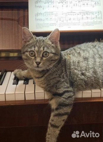 Забавная кошка подросток 11 месяцев в добрые руки