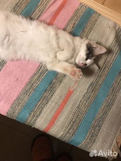 Кошка в дар бесплатно