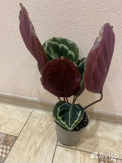 Калатея медальон