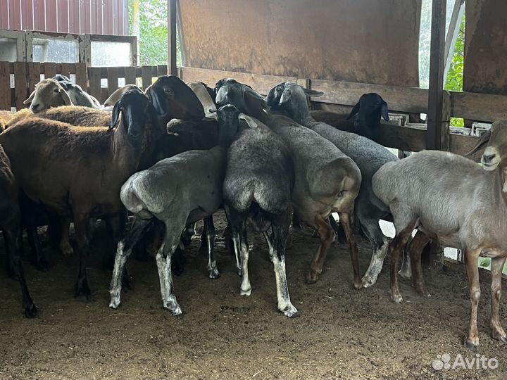 Продам котных маток