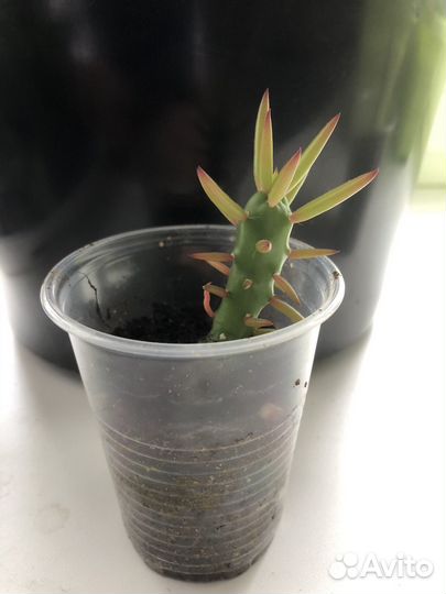 Кактусы и суккуленты