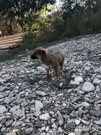 Щенки помесь овчарки и лайки