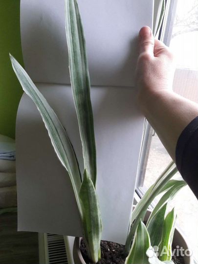 Сансевиерия манолин