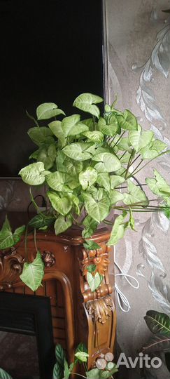 Сингониум Green Gold