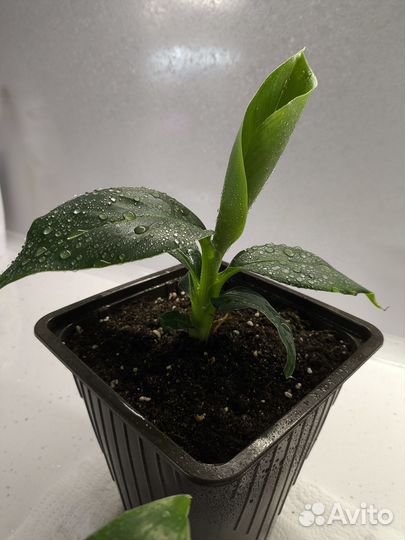 Карликовый банан Кавендиш