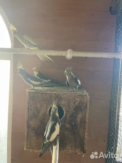 Кореллы попугаи