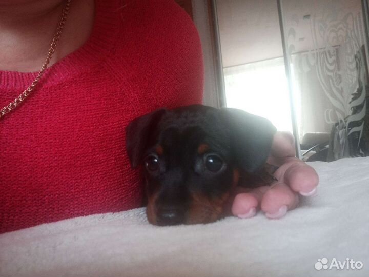 Щенки цвергпинчера