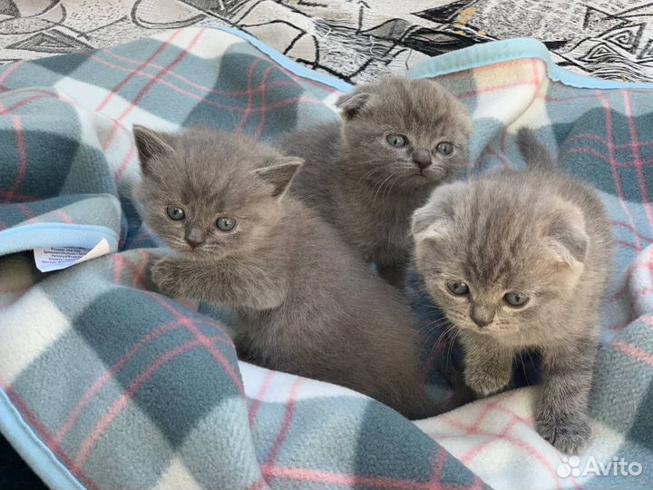 Британская кошка