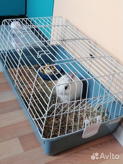 Продаю кролик