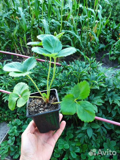 Саженцы клубники