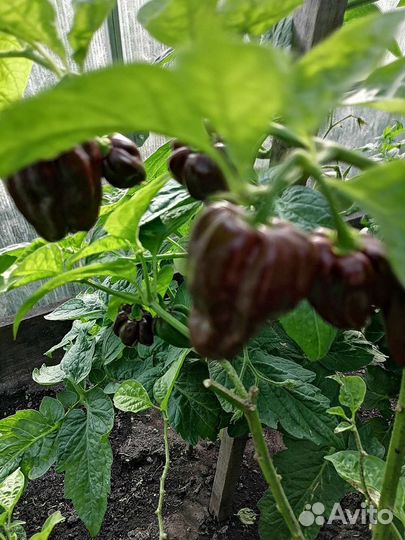 Перец острый - Хабанеро шоколадный - рассада