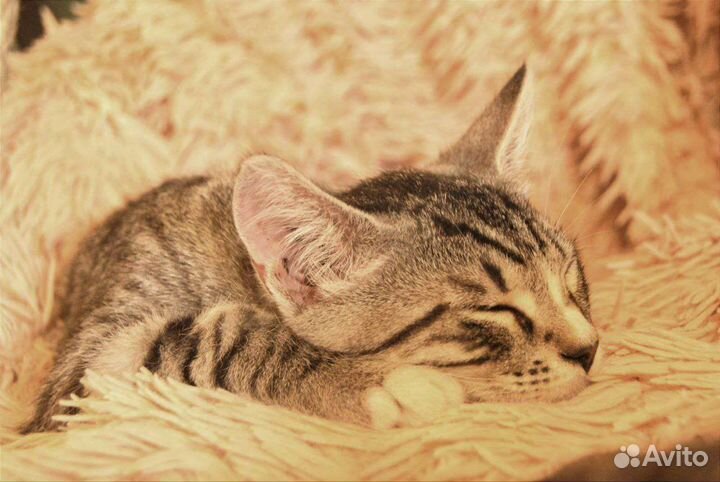 Котенок мальчик