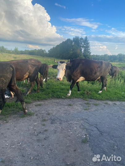 Коровы и телки