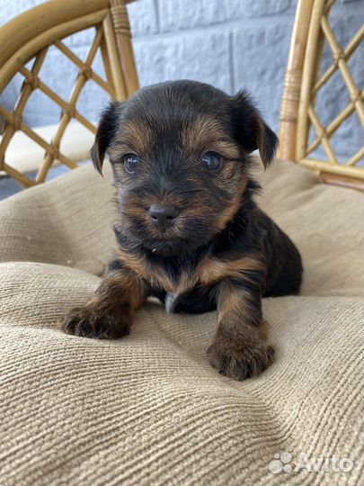 Йоркширский терьер