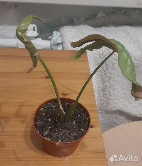 Сингониум неон пинк