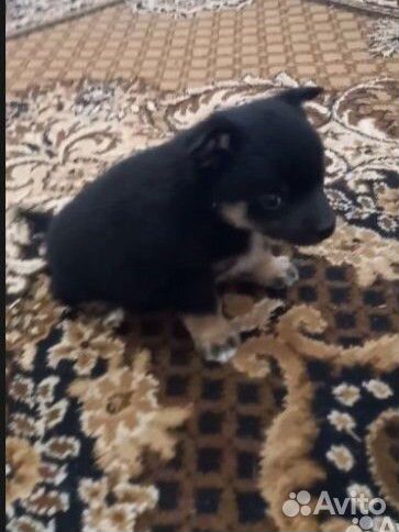 Щенята в добрые руки