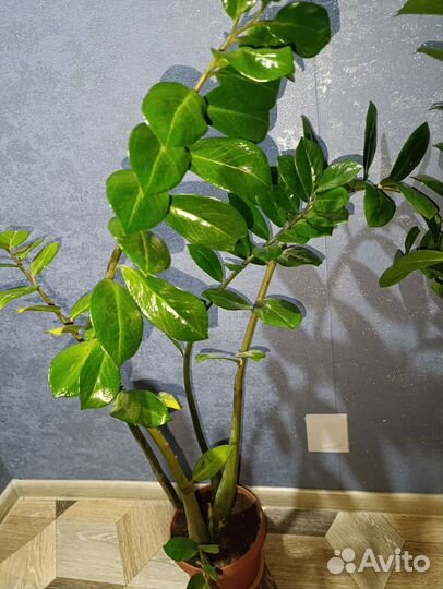 Замиокулькас