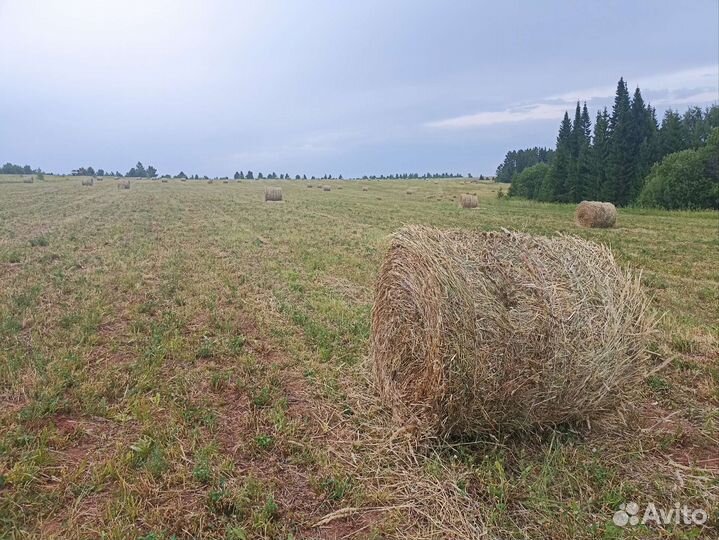Продам Сено в рулонах 2023