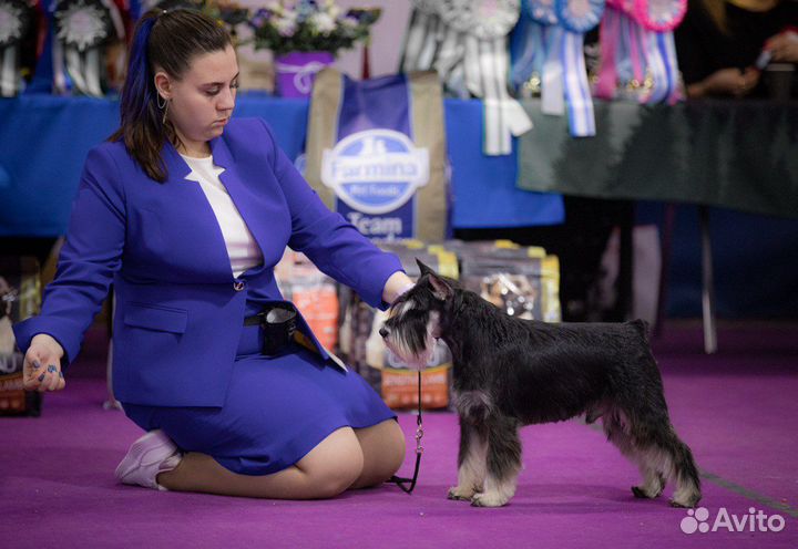 Цвергшнауцер вязка