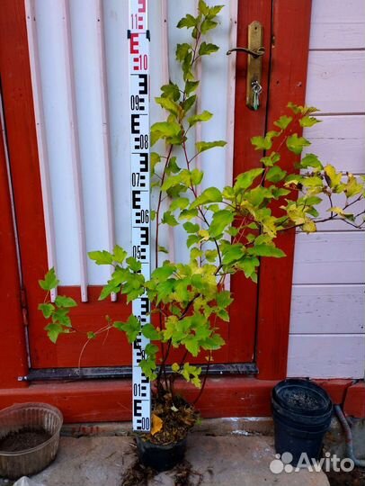 Пузыреплодник