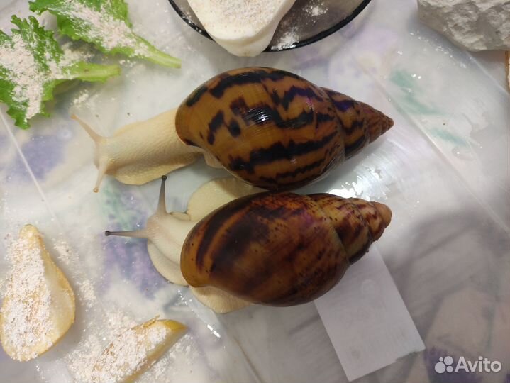 Улитки + большой контейнер