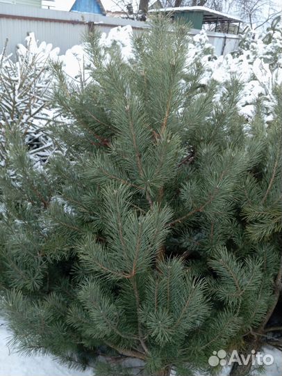 Ели и сосны