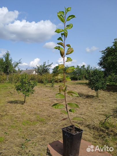Слива Бербанк гигант на подвое Бест саженцы