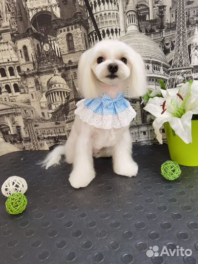 Стрижка собак