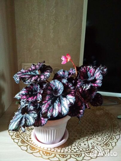 Королевская бегония в розовом горшке и стаканах