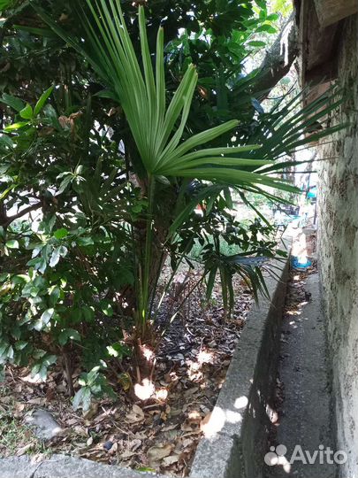 Пальма веерная