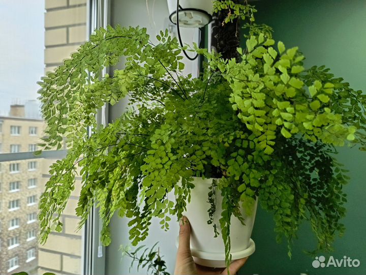 Адиантум / Венерин волос / Папоротник