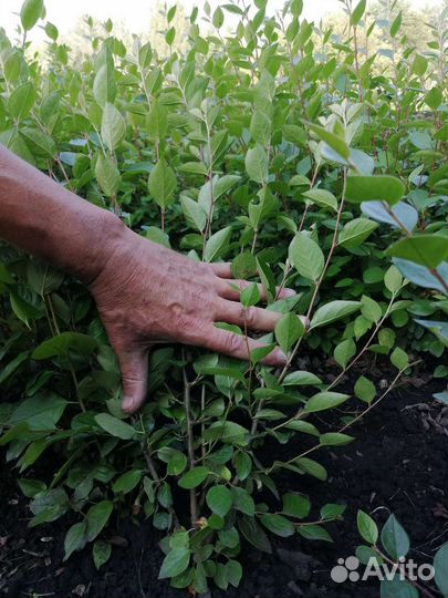 Кизильник блестящий-сеянцы