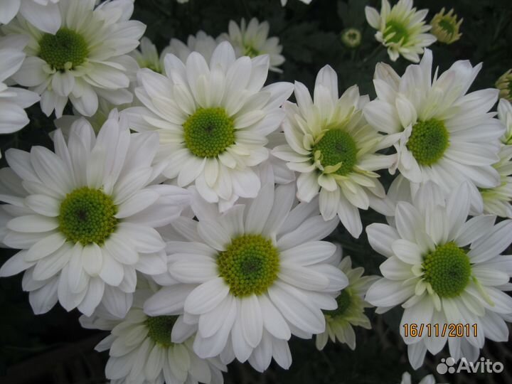 Хризантема