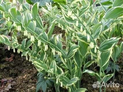 Купена вариегатная