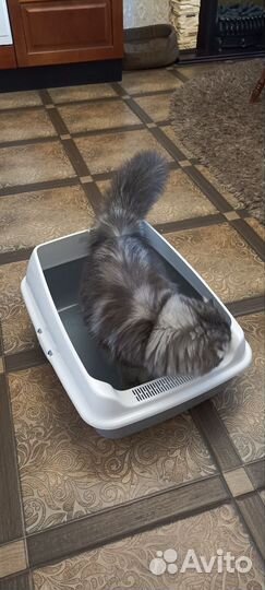 Лоток для кошек большой