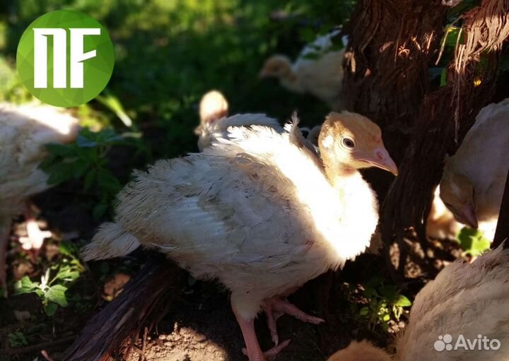 Цыплята, индюшата, утята, бройлер, несушка