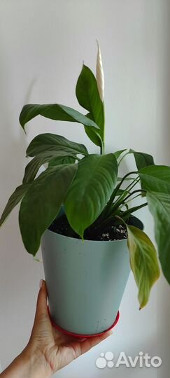 Спатифиллюм