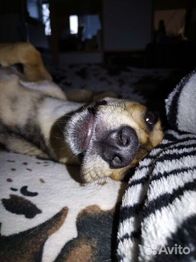 Собака в добрые руки щенок