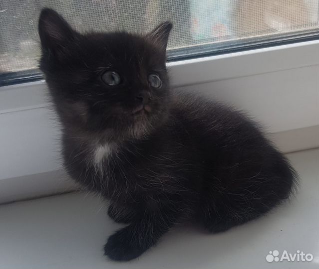 Котята в добрые руки даром
