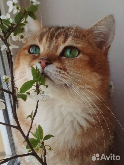 Тикированная золотая шиншилла на вязку