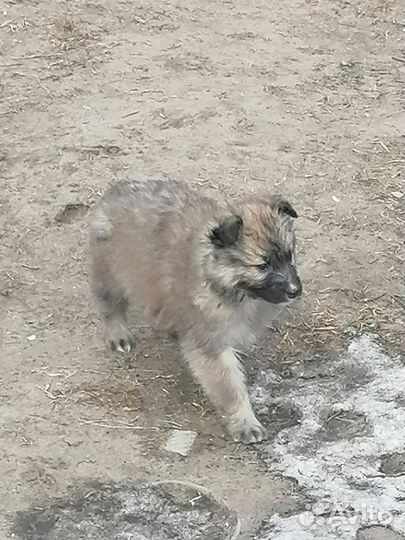 Щенки в добрые руки