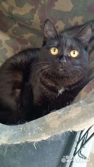 Черная кошечка