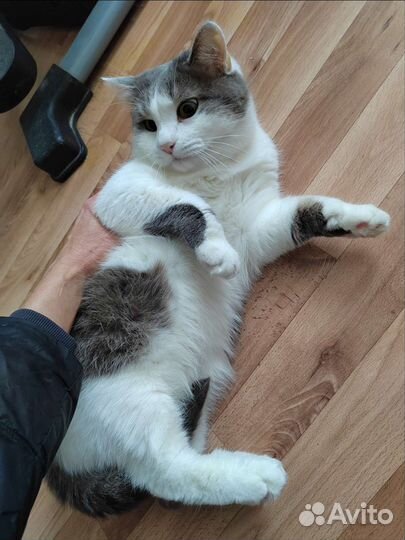 Кот в добрые руки